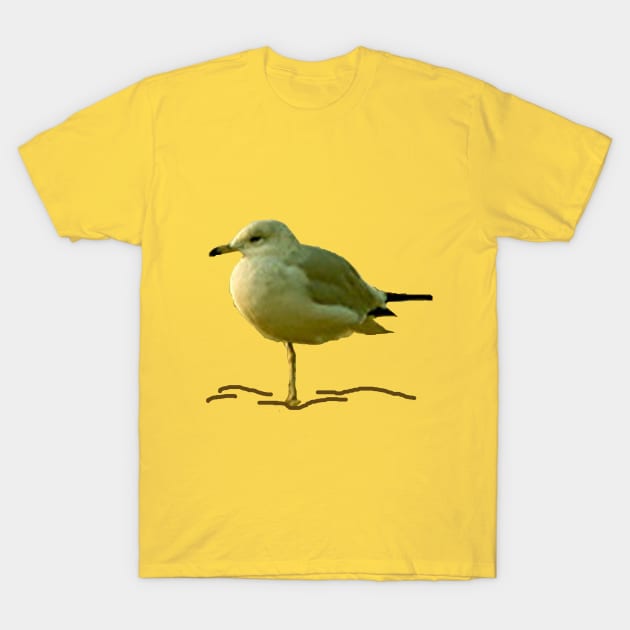 Seagull Perched on One Leg T-Shirt by BKMuir